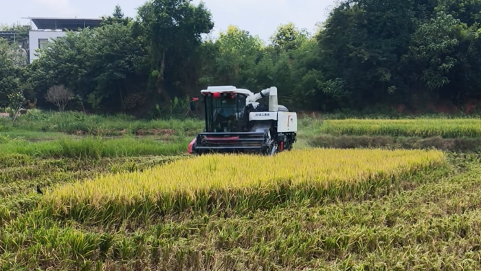 XR720跨区水稻机，高效作业促丰收